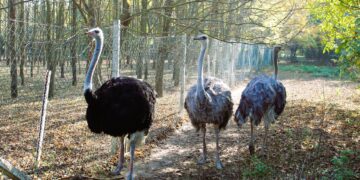 Na Salaš Tena stigli i – nojevi!